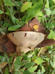 Ophiusa parcemacula