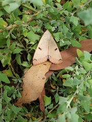 Ophiusa parcemacula