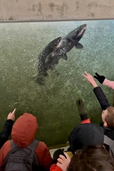 Oncorhynchus tshawytscha