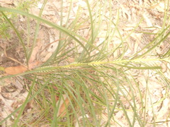 Macrozamia pauli-guilielmi