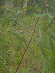 Hakea benthamii