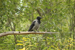 Corvus cornix