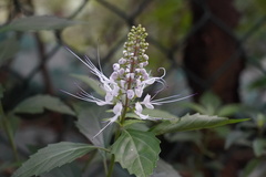 Orthosiphon aristatus