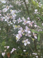 Boronia muelleri