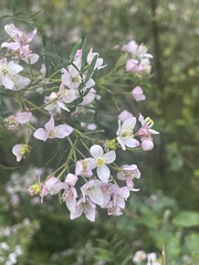 Boronia muelleri