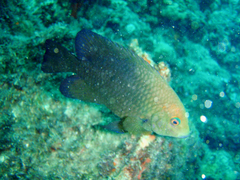 Hemiglyphidodon plagiometopon