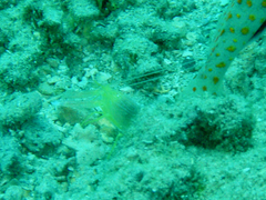 Alpheus ochrostriatus