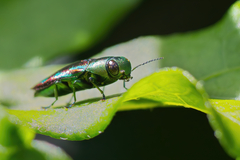 Buprestinae