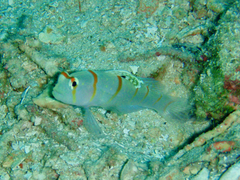 Amblyeleotris randalli