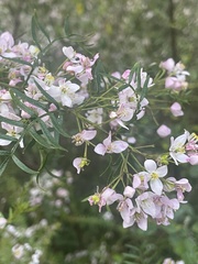 Boronia muelleri