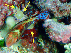 Marginopora