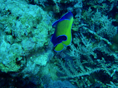 Pomacanthus navarchus