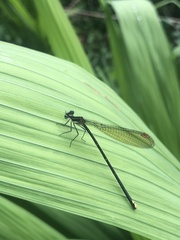 Allocnemis leucosticta