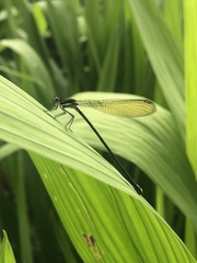 Allocnemis leucosticta