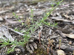 Galium gaudichaudii