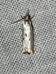 Microcrambus biguttellus