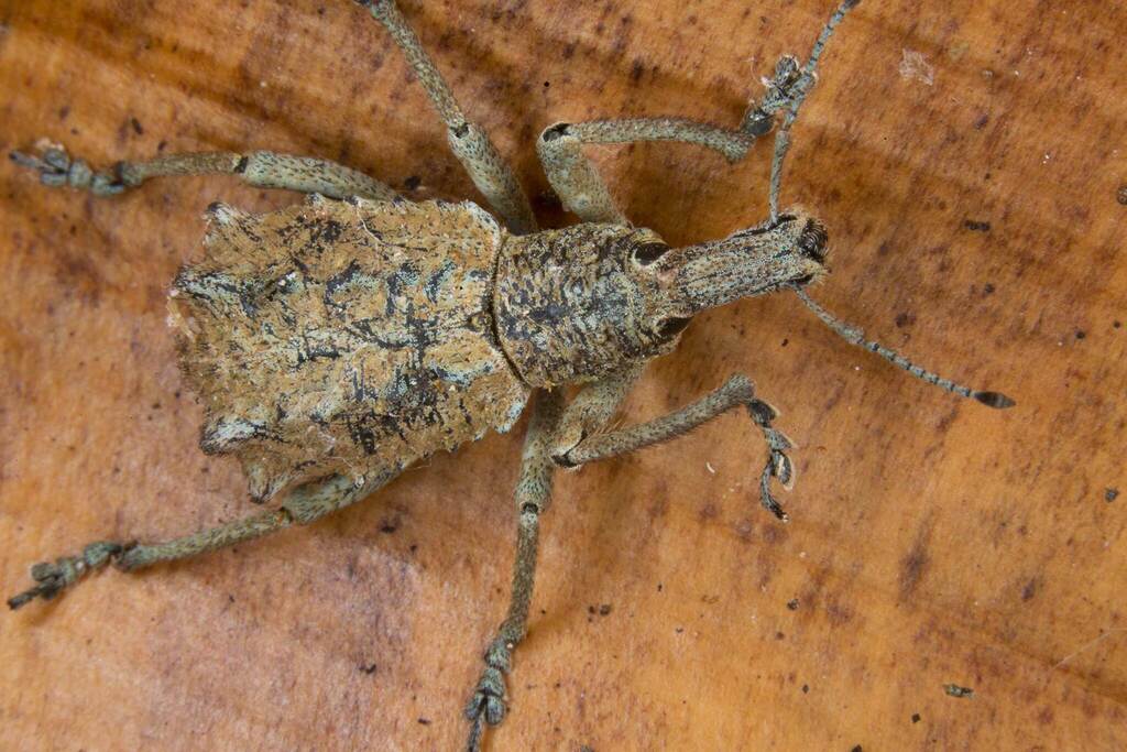 Leptopius maleficus