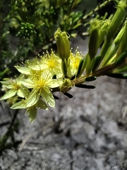 Calytrix flavescens