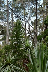 Athrotaxis selaginoides