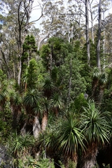 Athrotaxis selaginoides