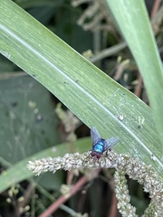 Lucilia eximia