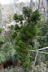 Athrotaxis selaginoides