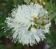 Melaleuca squarrosa