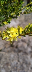 Calytrix flavescens