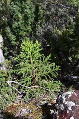 Athrotaxis selaginoides