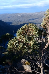 Eucalyptus coccifera