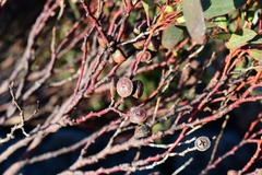 Eucalyptus coccifera