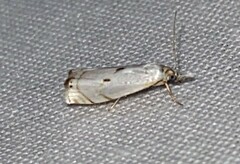 Microcrambus biguttellus
