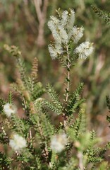 Melaleuca squarrosa