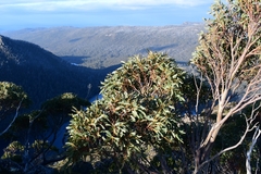 Eucalyptus coccifera
