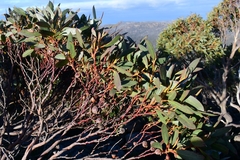 Eucalyptus coccifera