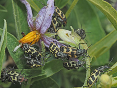 Astylus atromaculatus
