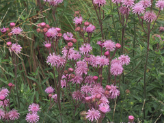 Campuloclinium macrocephalum