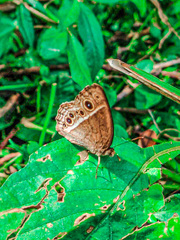 Mycalesis mineus