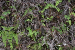 Gleichenia