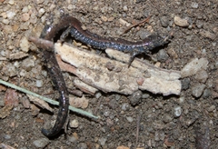 Batrachoseps nigriventris