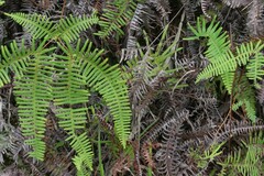 Gleichenia