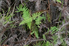 Gleichenia