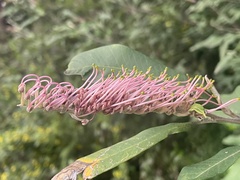 Grevillea barklyana