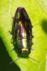 Buprestinae