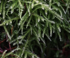 Eurhynchium striatum