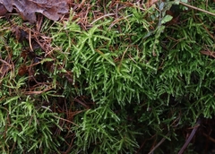 Eurhynchium striatum