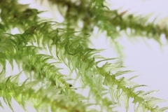 Eurhynchium striatum
