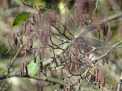 Alnus lusitanica