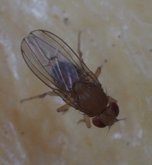 Drosophila