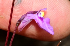 Utricularia uniflora